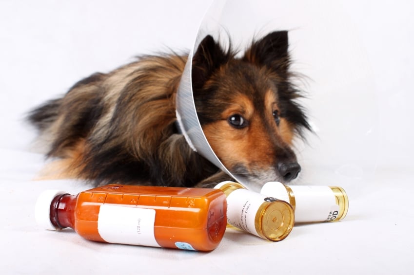 Los 5 Síntomas Principales que Debes Conocer en los Perros