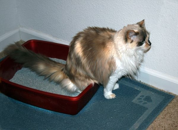 ¿Podría tu gato tener cistitis?