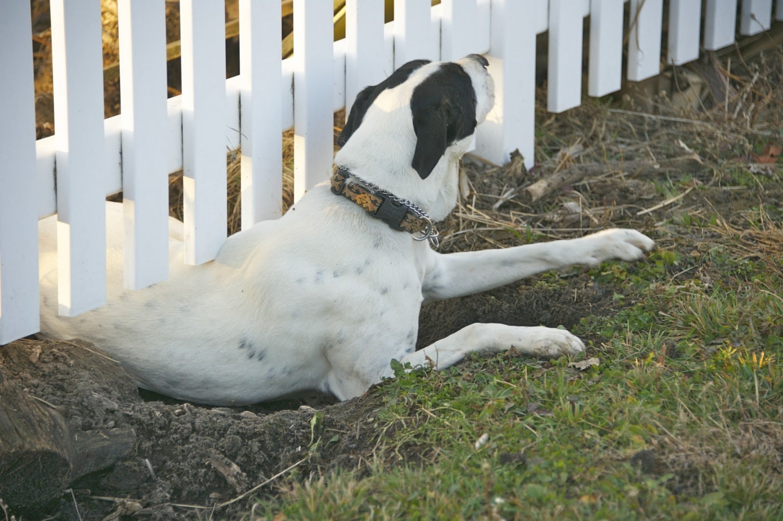 Descubre Por Qué Tu Perro Se Escapa y Cómo Evitar Que Siga Haciéndolo