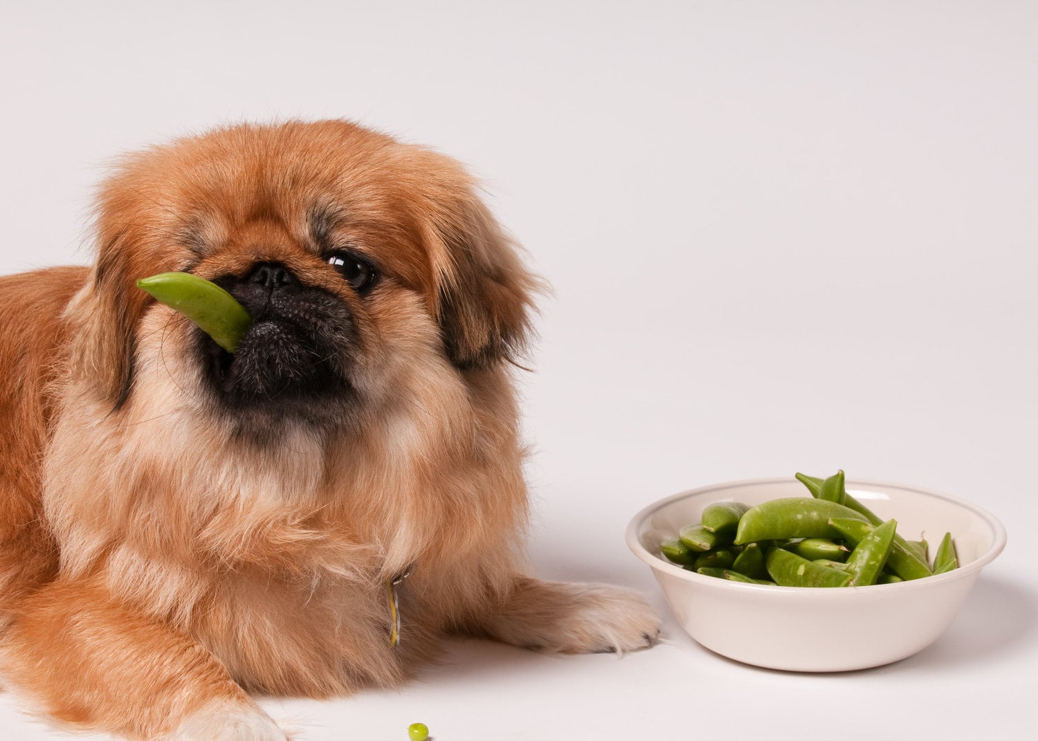 ¿Pueden las diferentes dietas afectar el comportamiento de un perro?