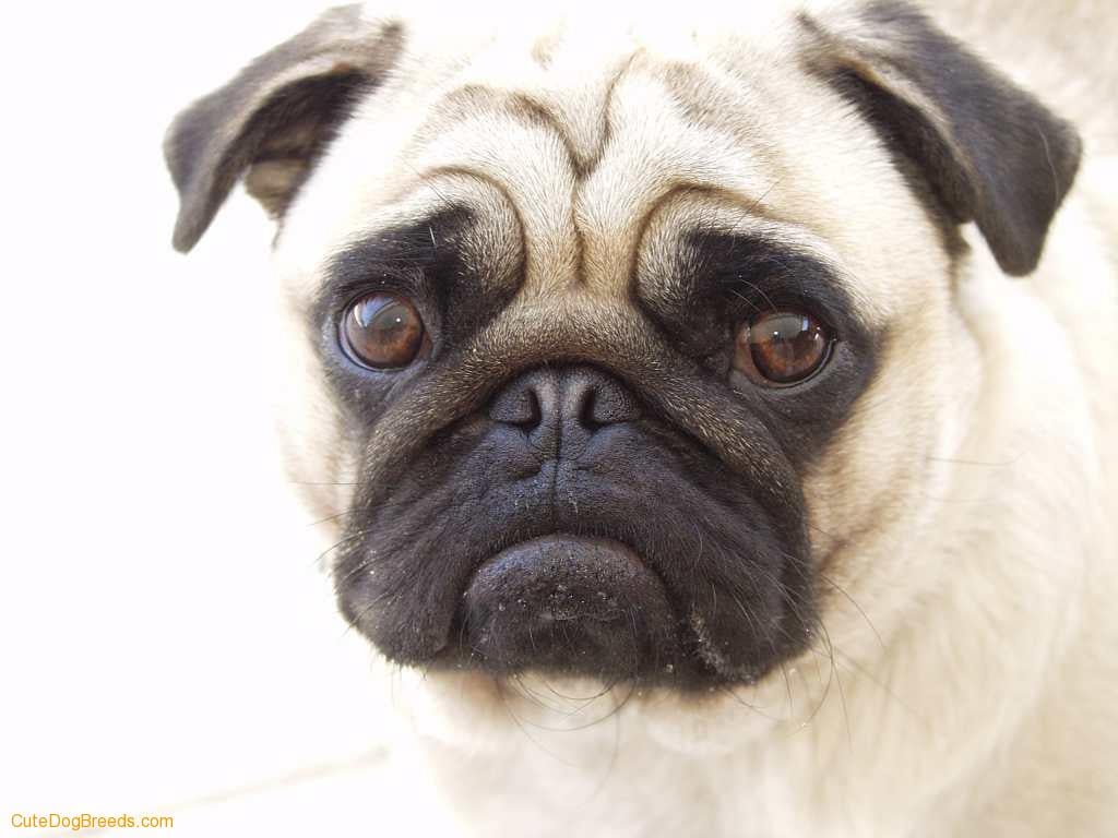 Lo que debes saber sobre los pólipos y tu perro 