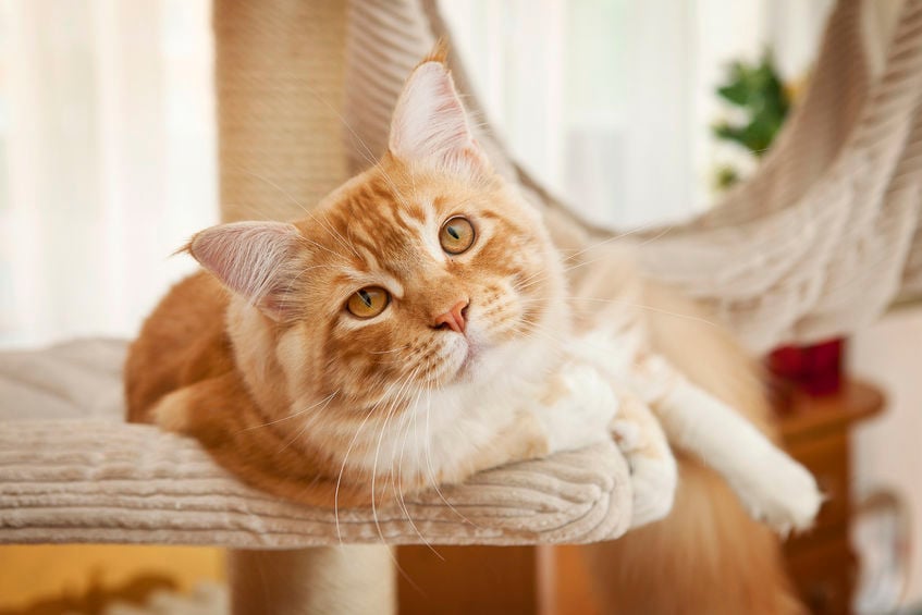 Hair Loss in Cats