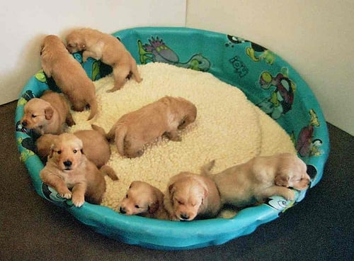 Pronóstico de cachorros: Cómo ayudar a tu perra durante el embarazo