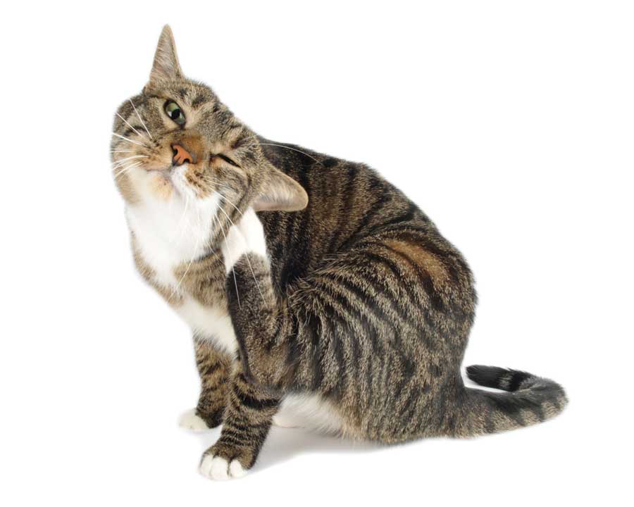 How To Tell If Your Cat Has Fleas