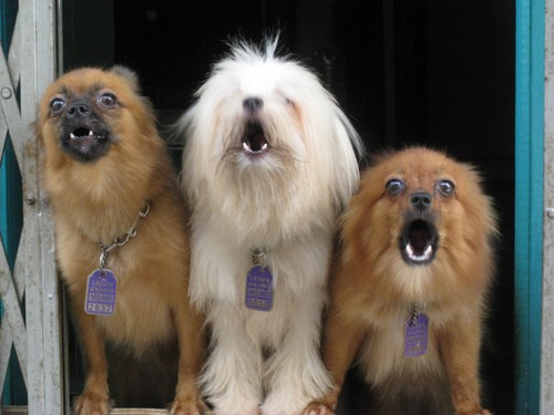 5 Consejos Fáciles para Que Tu Perro Deje de Ladrar