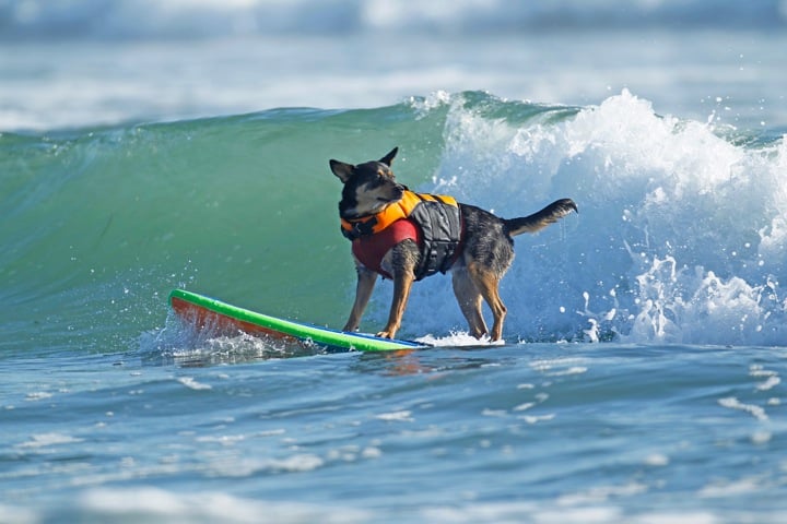 ¡A surfear! Mascotas que aman las olas