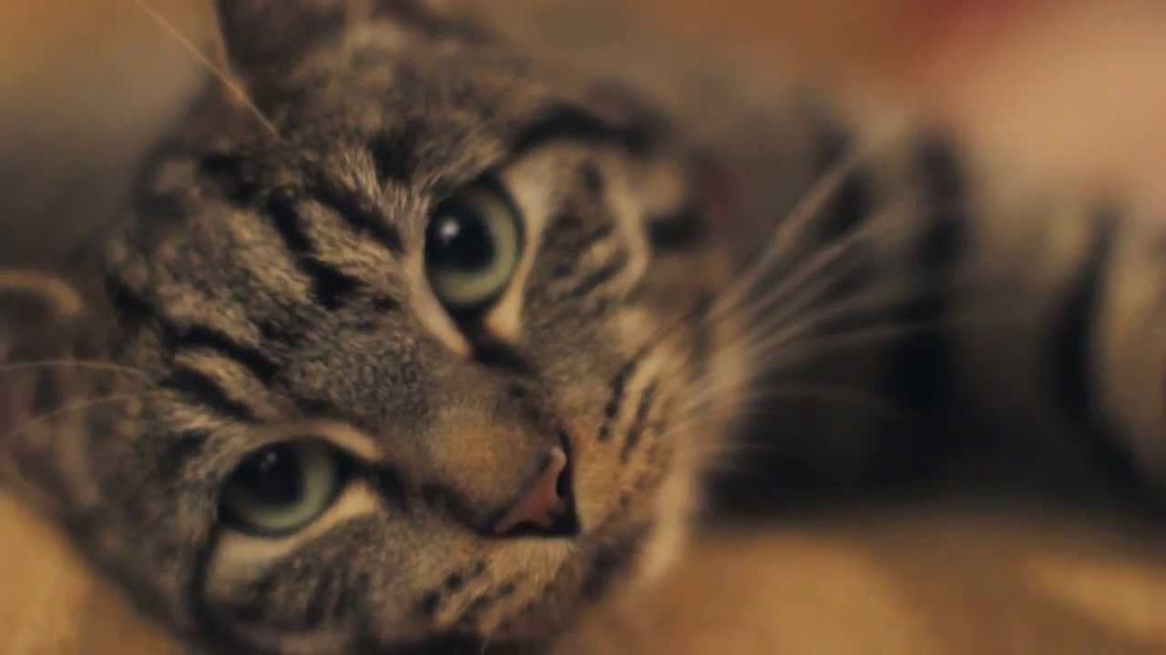 Gatos y Enfermedades del Corazón