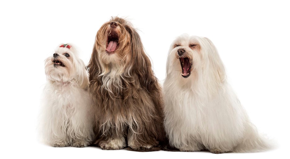 Debarking: Facts and myths