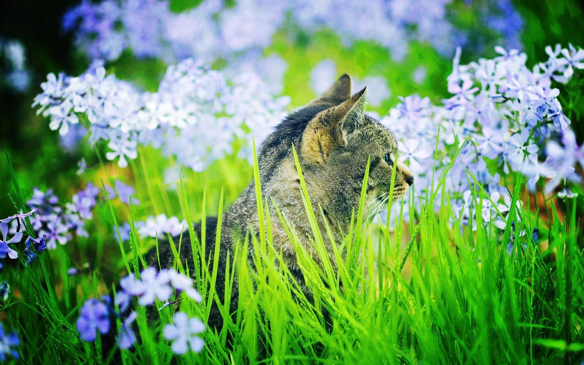 Cómo dejar salir a tu gato al exterior por primera vez