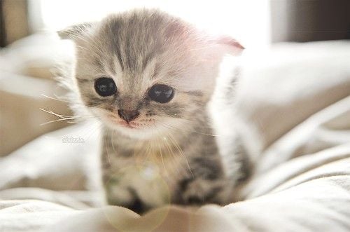5 Razones por las que tu gatito llora por la noche