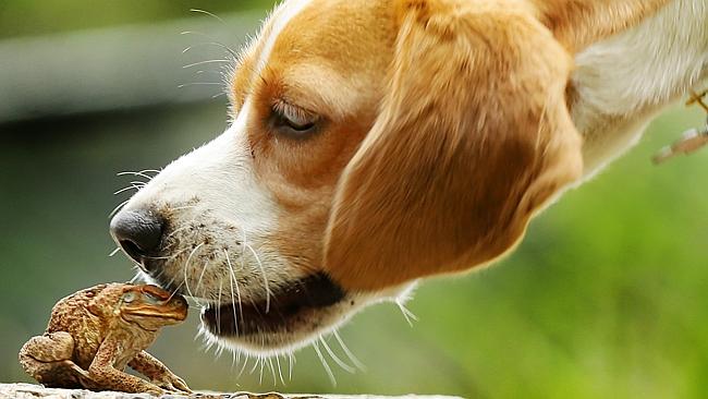 Perros e Intoxicaciones por Sapos: Señales a las que Prestar Atención