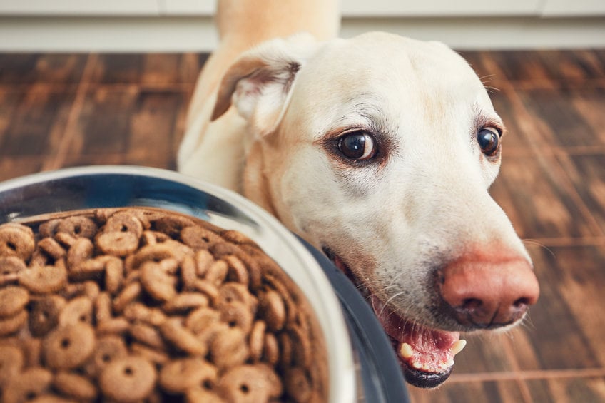 Food allergies in dogs: What they are and how to help