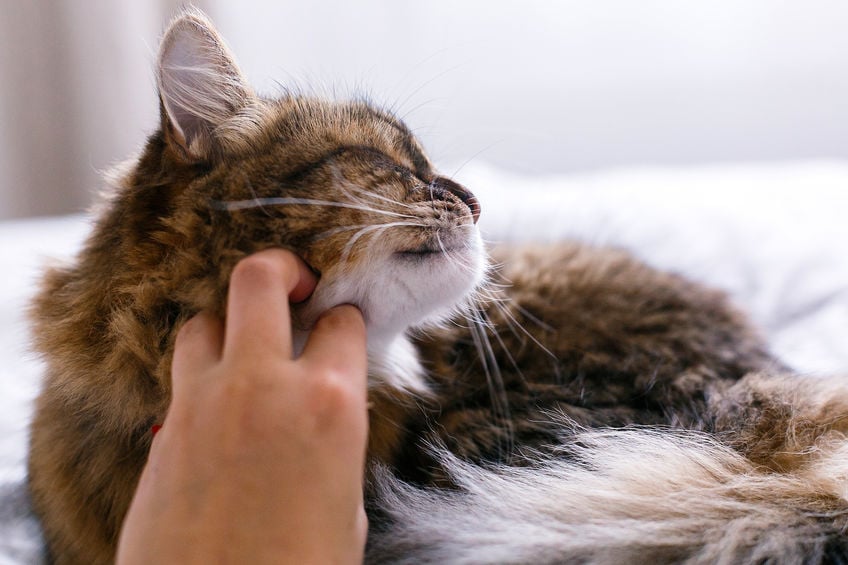 Why do cats purr?