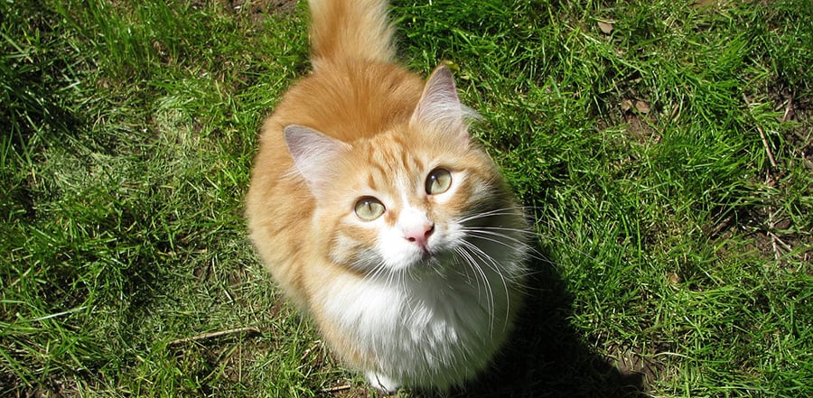 Is Bravecto for cats safe?