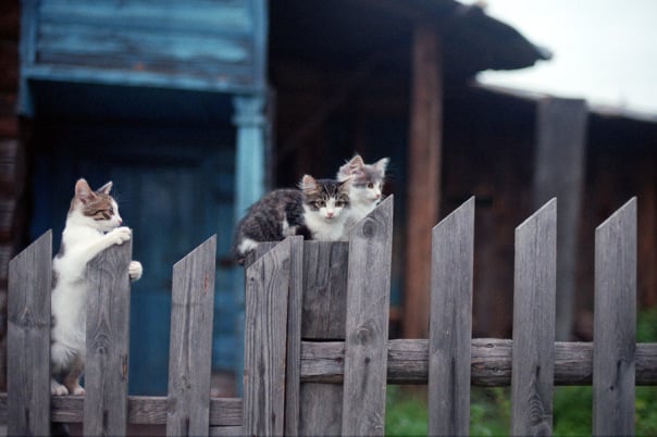 Cómo Mantener a los Gatos No Deseados Fuera de Tu Jardín