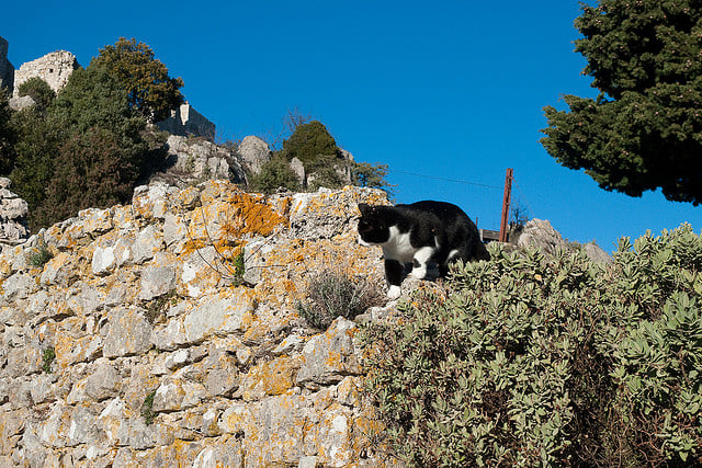 Fortalece a tu mascota con Stronghold antipulgas y antiparasitario