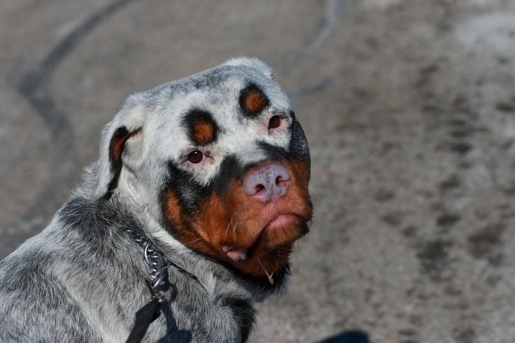 ¿Tu mascota tiene vitiligo?