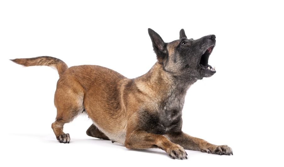 Why does my dog bark at nothing?