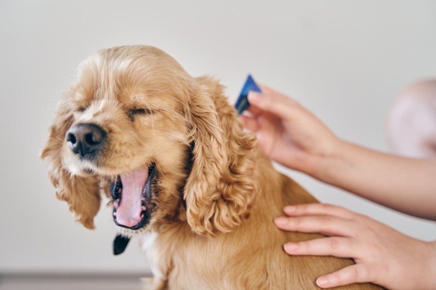 What Is the Best Flea Treatment for Dogs?