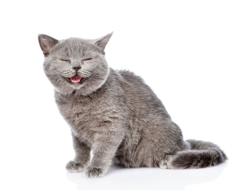 Seven cat sounds and what they mean