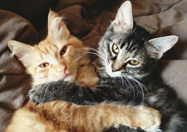 4 Consejos Sencillos para Presentar Nuevos Gatos