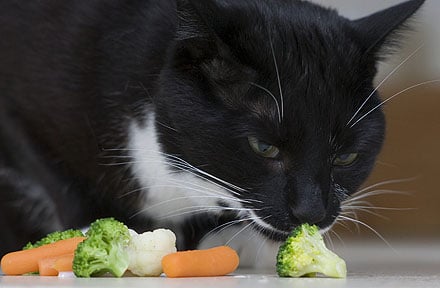 ¿Está bien alimentar a tu gato con una dieta vegetariana?