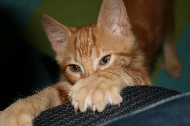What To Do About A Cat Scratching Furniture