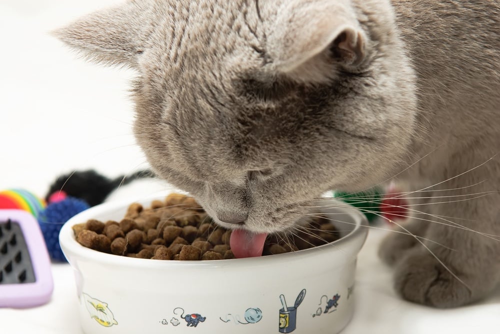 Cuándo Cambiar a Tu Gato a Comida para Adultos