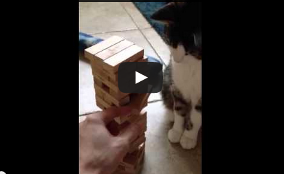 ¡Lo que este gato puede hacer es absolutamente INCREÍBLE! [VIDEO]