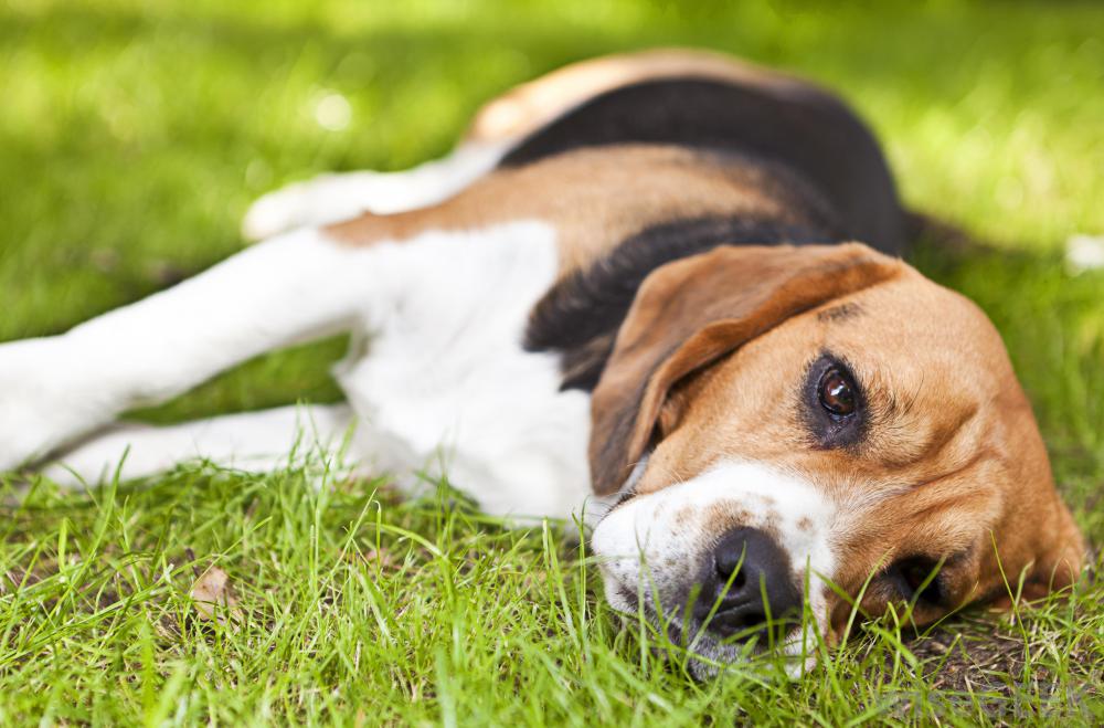 Perros y Reemplazos de Cadera