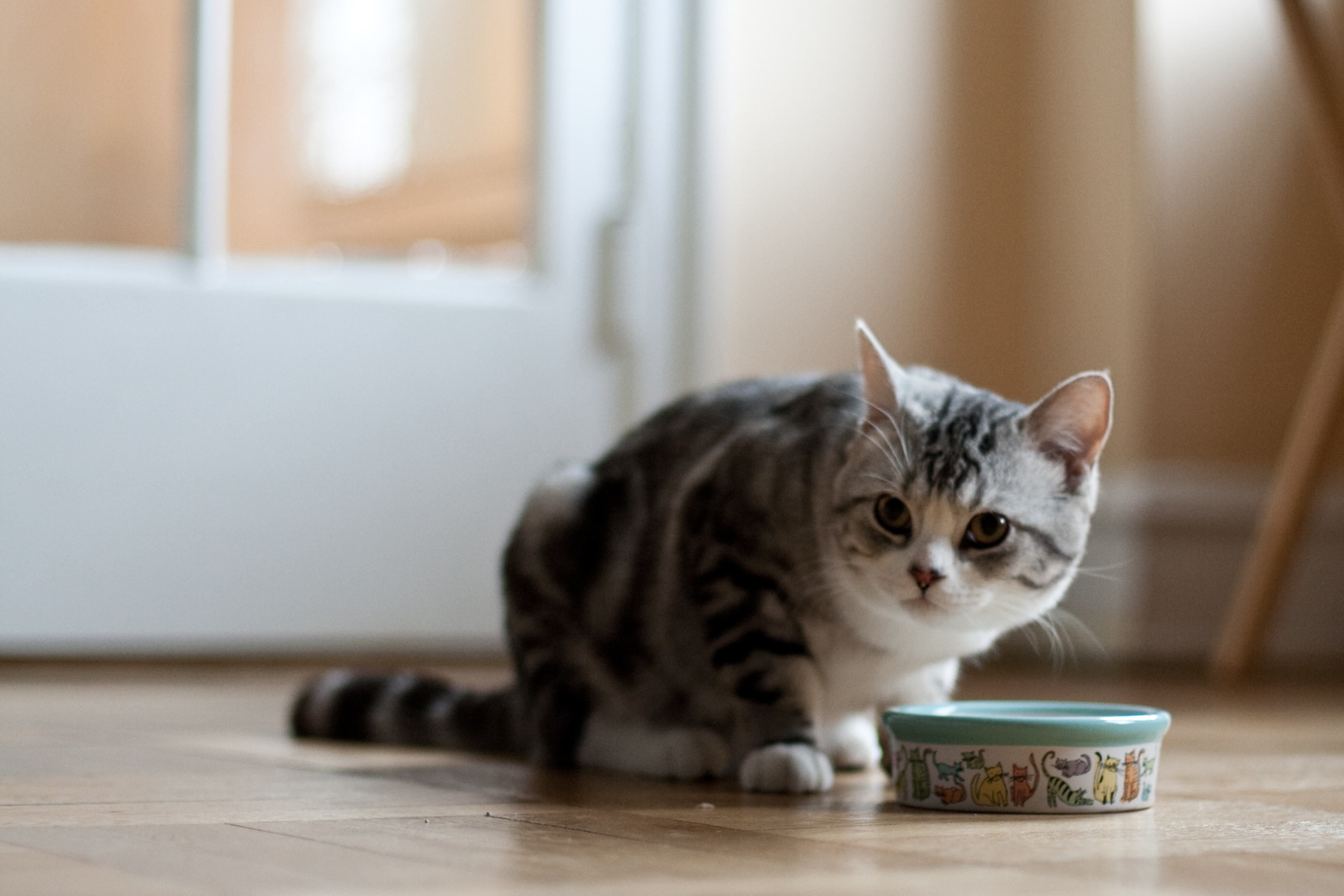 ¿Deberías Darle Vísceras a Tu Gato?
