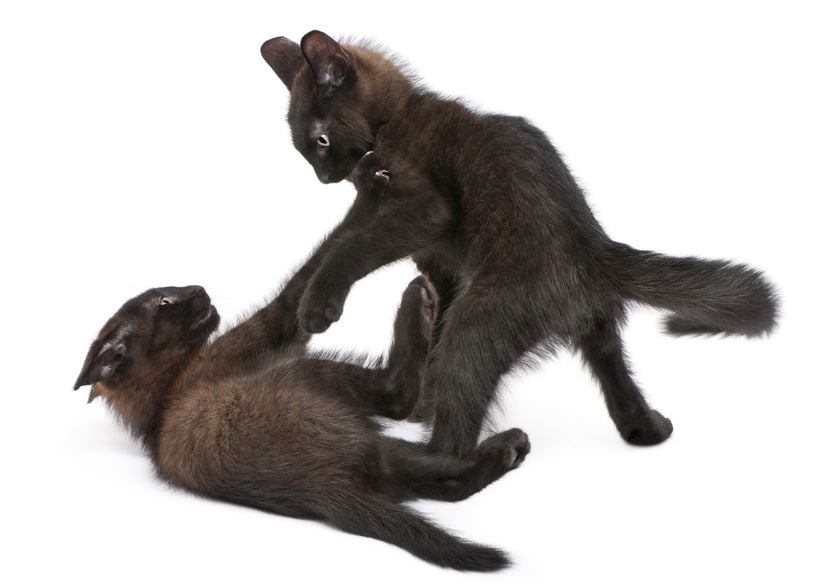Why do cats kick with their hind legs?