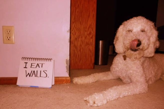 WATCH: Extreme Dog Shaming