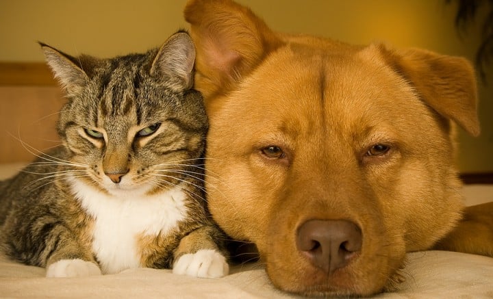 Cómo proteger a tu mascota de las garrapatas