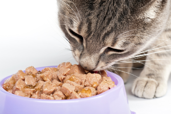¿Por qué los gatos arrastran la comida fuera de su tazón?