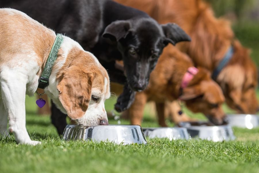 Choosing the Right Food for Your Dog: A Comprehensive Guide