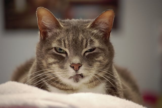 5 Formas de Ayudar a un Gato al que No le Gustan las Personas