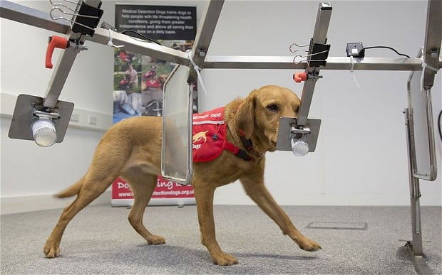Los perros pueden oler el cáncer
