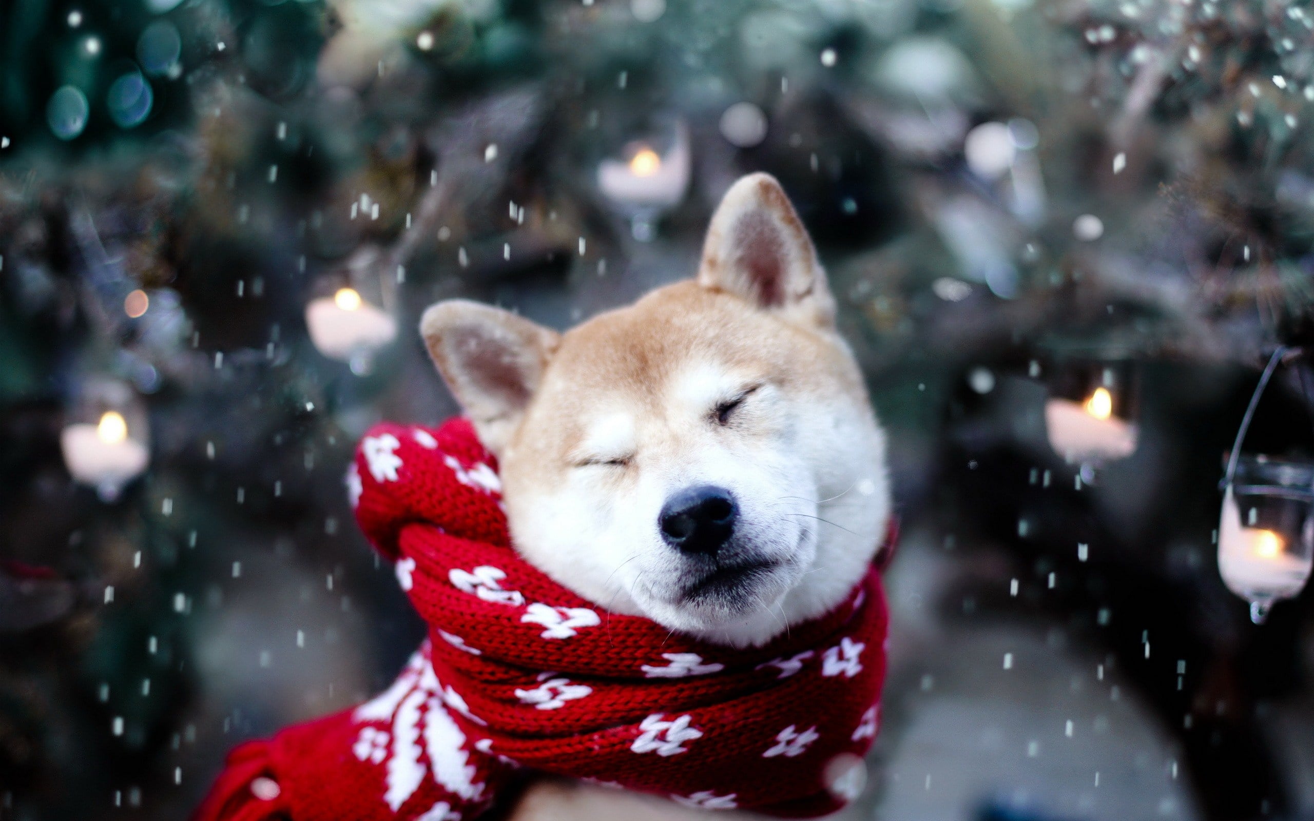 Winter Warmers: Keeping Your Pet Cosy This Winter