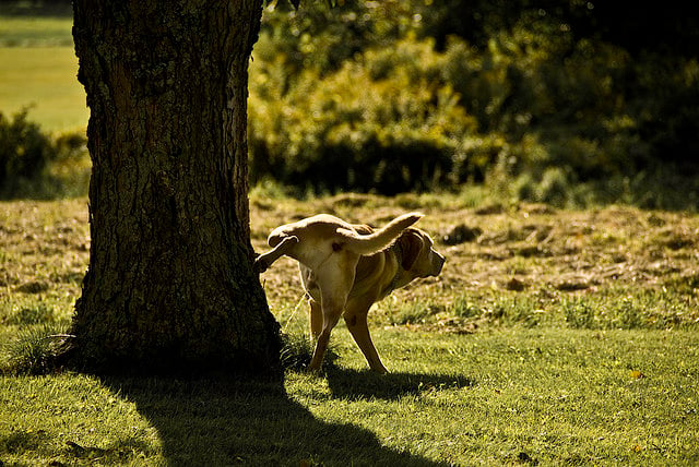 Por qué tu perro orina demasiado