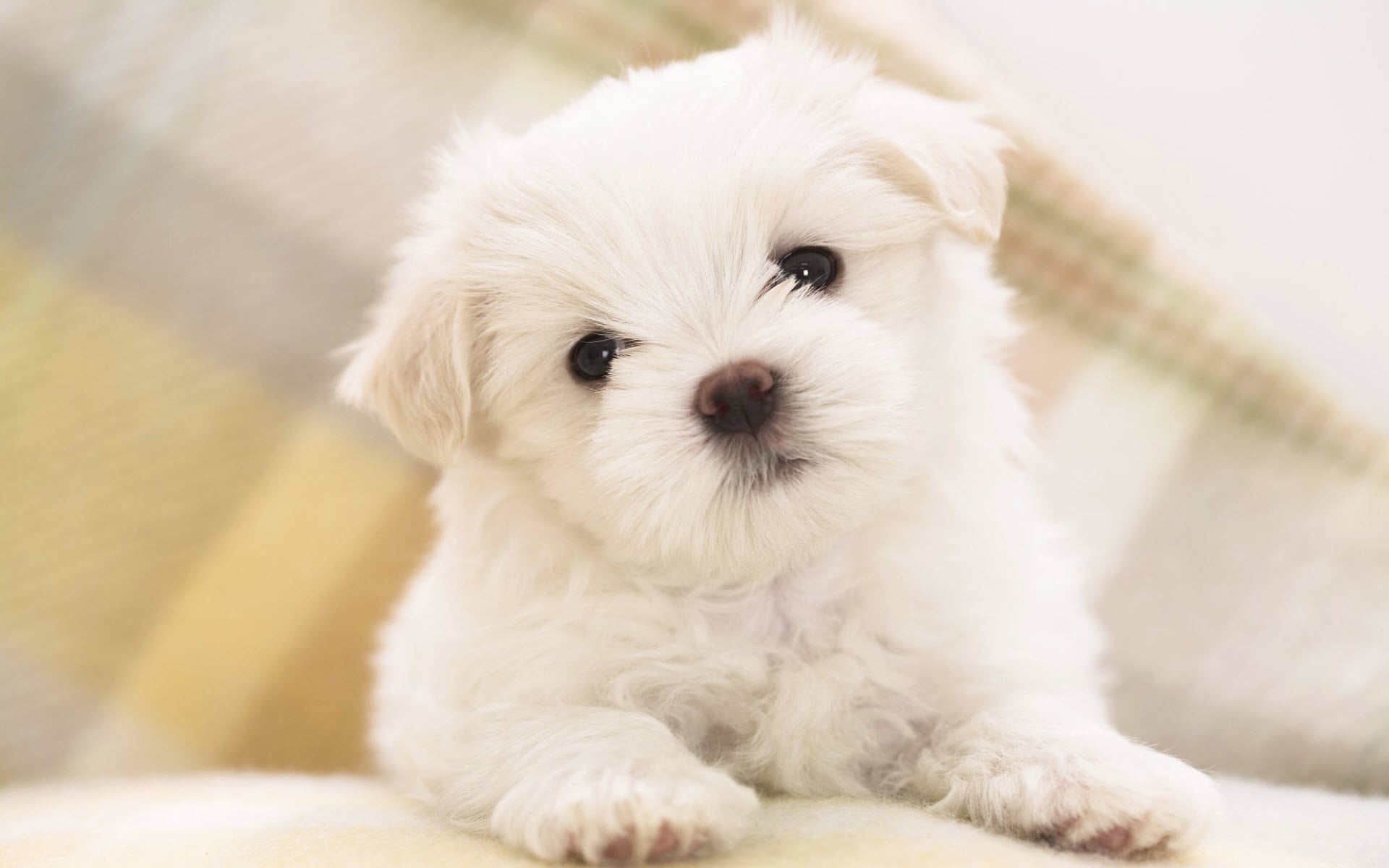 Tips for raising puppy for the fisrt time owners