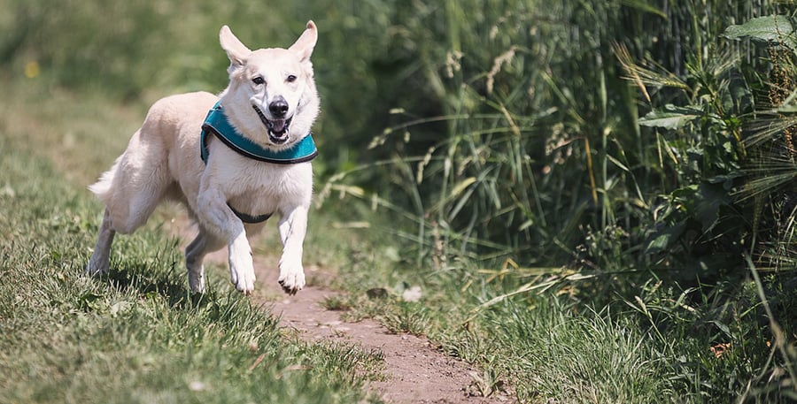 How to treat a dog with compulsive disorder