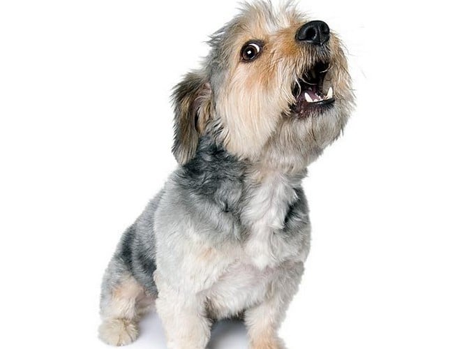 Mi perro no para de ladrar: ¡Cómo poner fin a los ladridos interminables!
