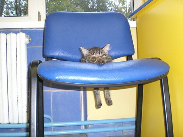 Muebles Modernos para Gatos 