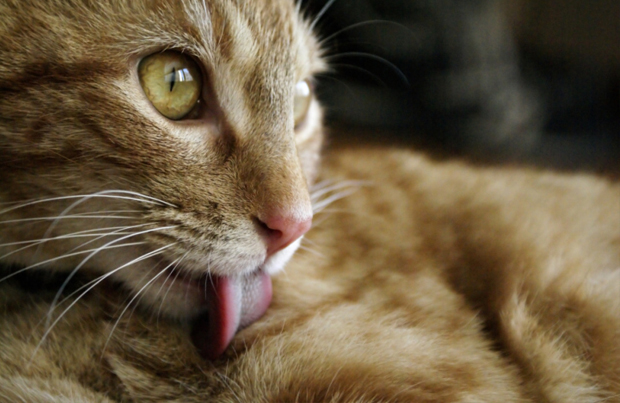 6 Formas Fáciles de Reducir las Bolas de Pelo de tu Gato