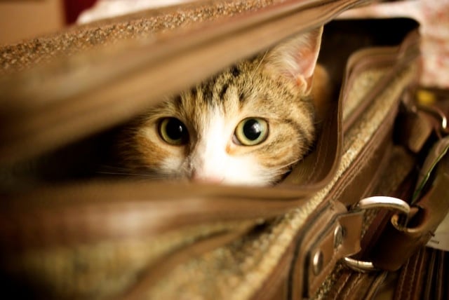 ¡Travel Cat viene contigo!