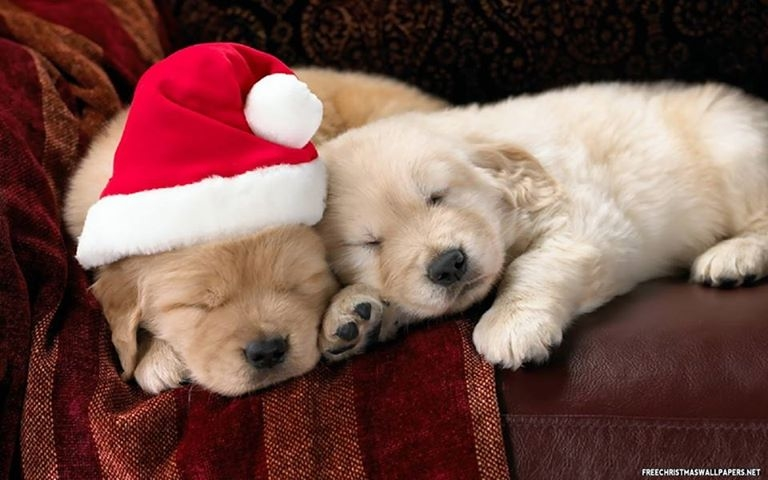 puppies sleeping christmas hat