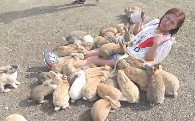 WATCH: So, So Many Rabbits At Rabbit Island