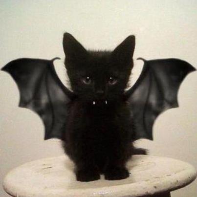 Gatos negros: ¿Mala suerte? 