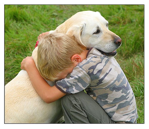 5 Razones por las que Deberías Microchipar a tu Mascota